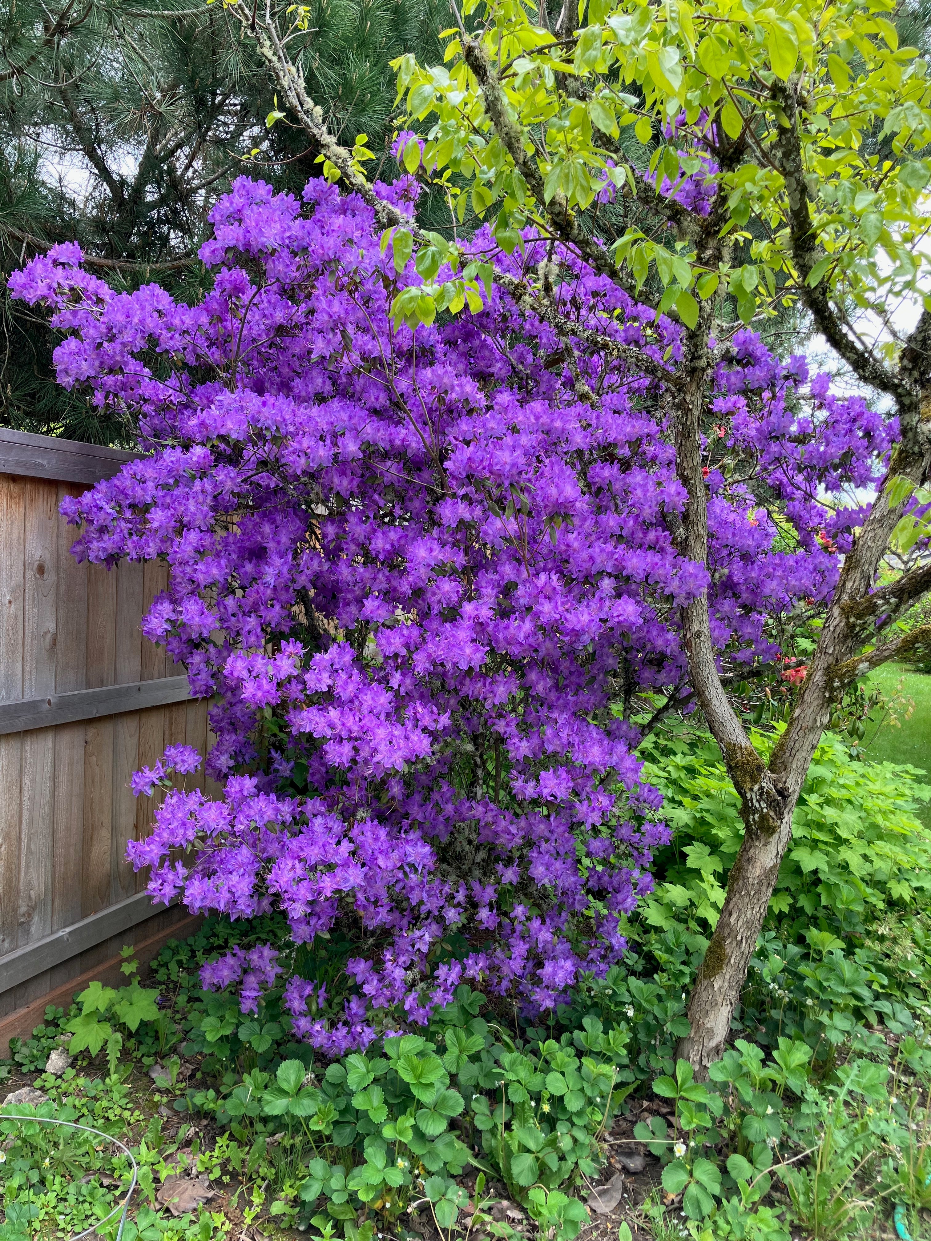 Cannon's Double – Singing Tree Gardens Nursery