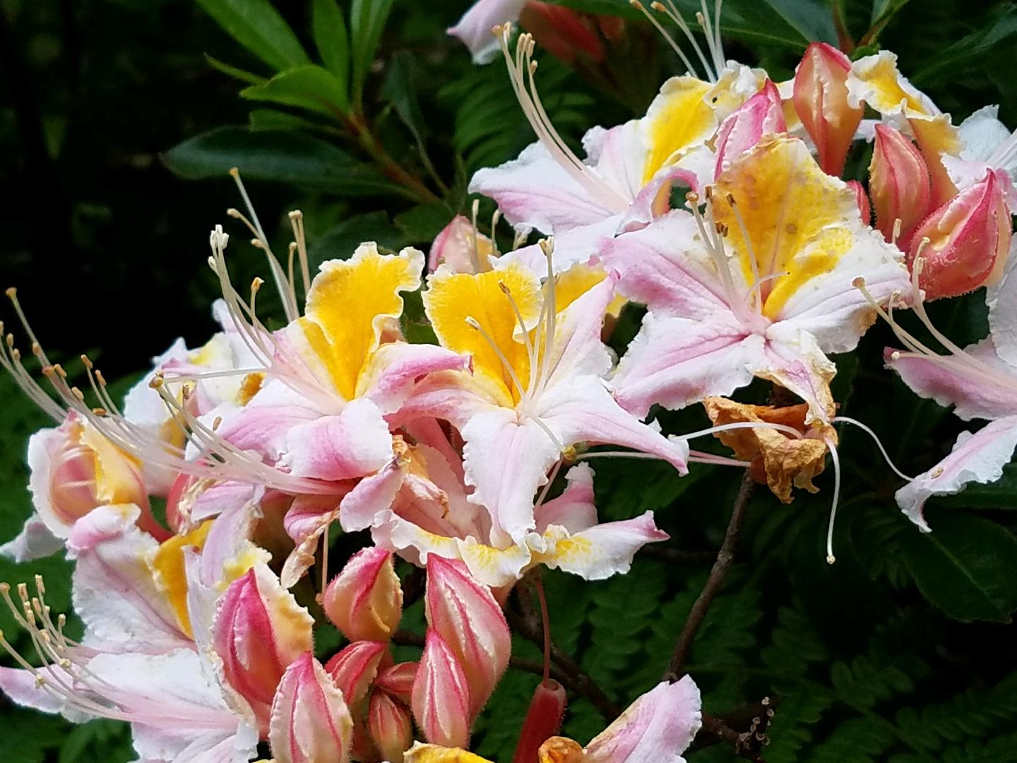 R. Occidentale Western Azalea