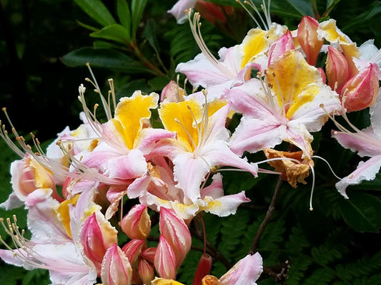 R. Occidentale Western Azalea