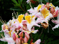 R. Occidentale Western Azalea
