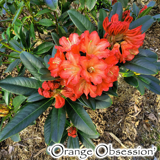 R. 'Orange Obsession'