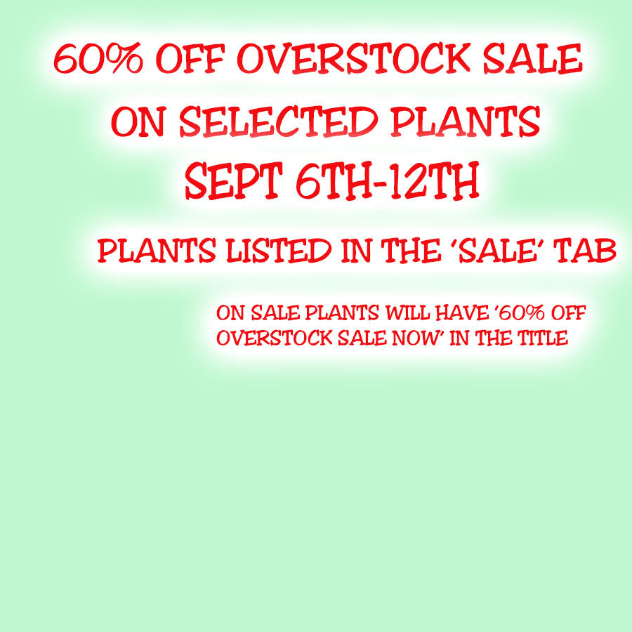 A1 Overstock Sale September 6-12 2026