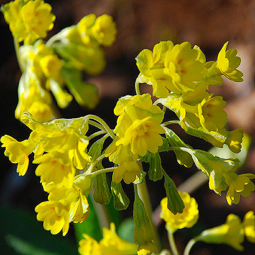 Primula veris 'Hose-in-hose'