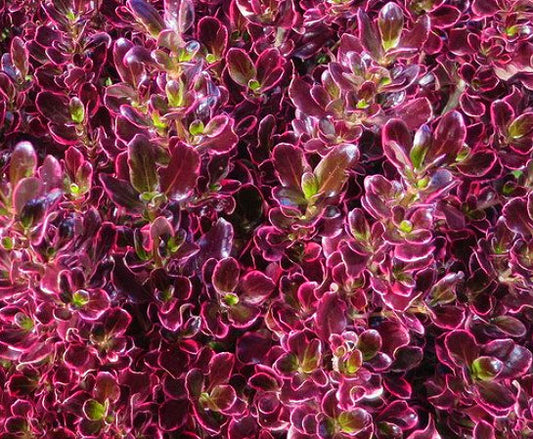 Coprosma 'Pacific Sunrise'