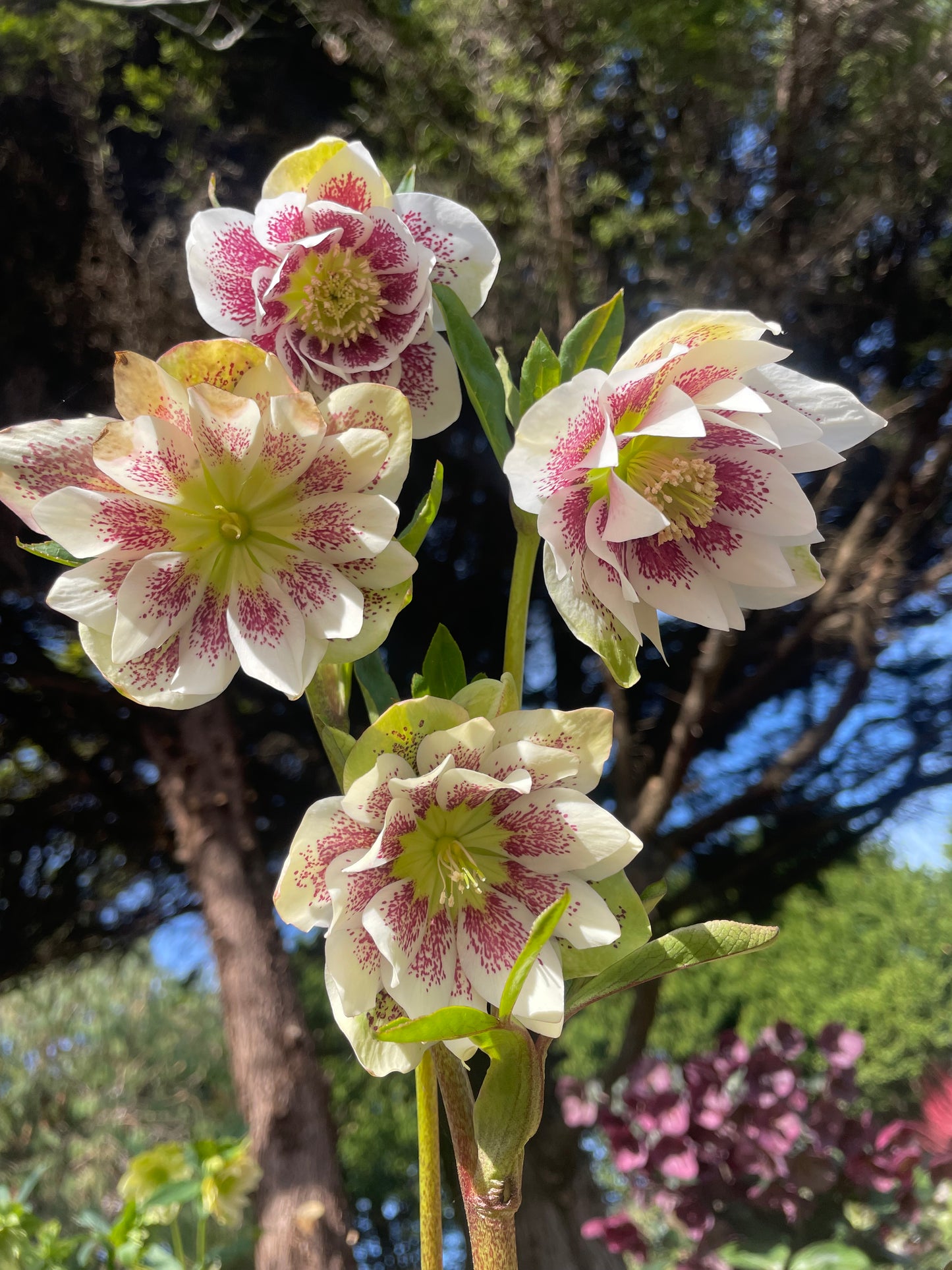 Helleborus x hybridus  Winter Jewels series 'Painted'