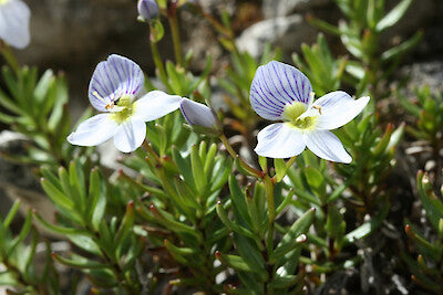 Parahebe linifolia