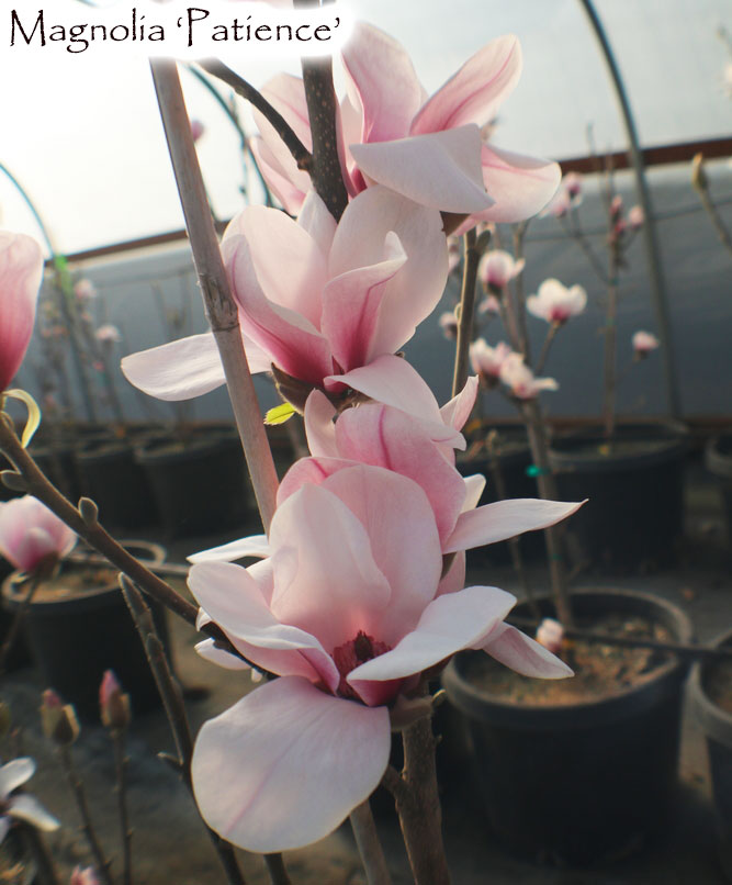 Magnolia 'Patience'