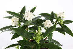 Daphne x 'Perfume Princess White'