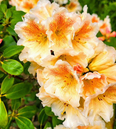 R. 'Persian Daybreak'