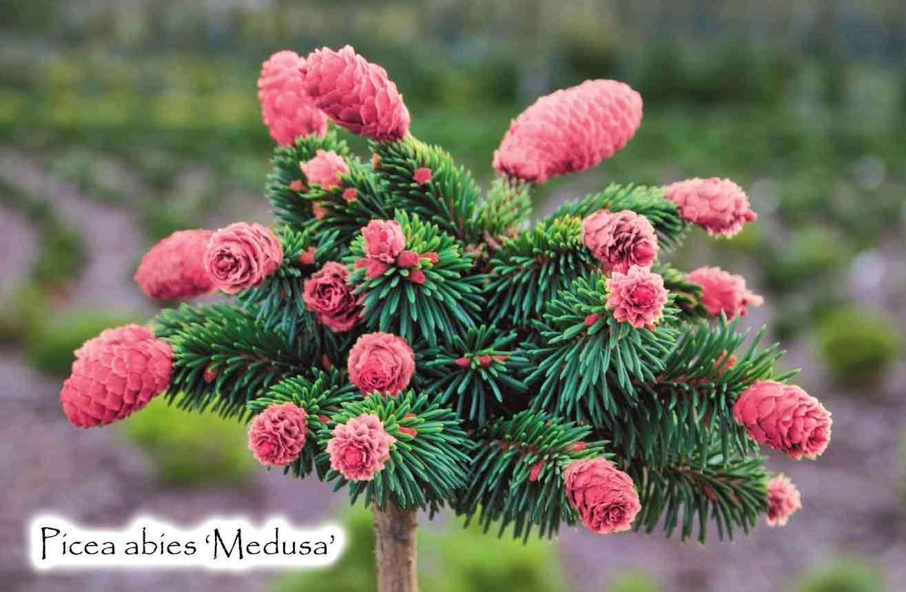 Picea abies 'Medusa'