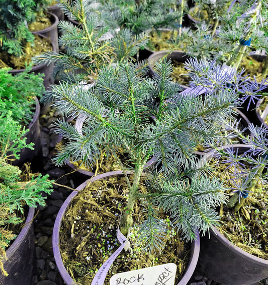 Picea breweriana 'Rock Truck Compact'