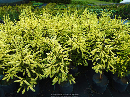 Picea glauca 'Mac's Gold'