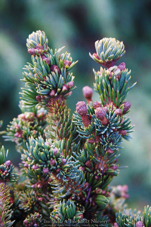 Picea glauca ''Monstrosa Nana'