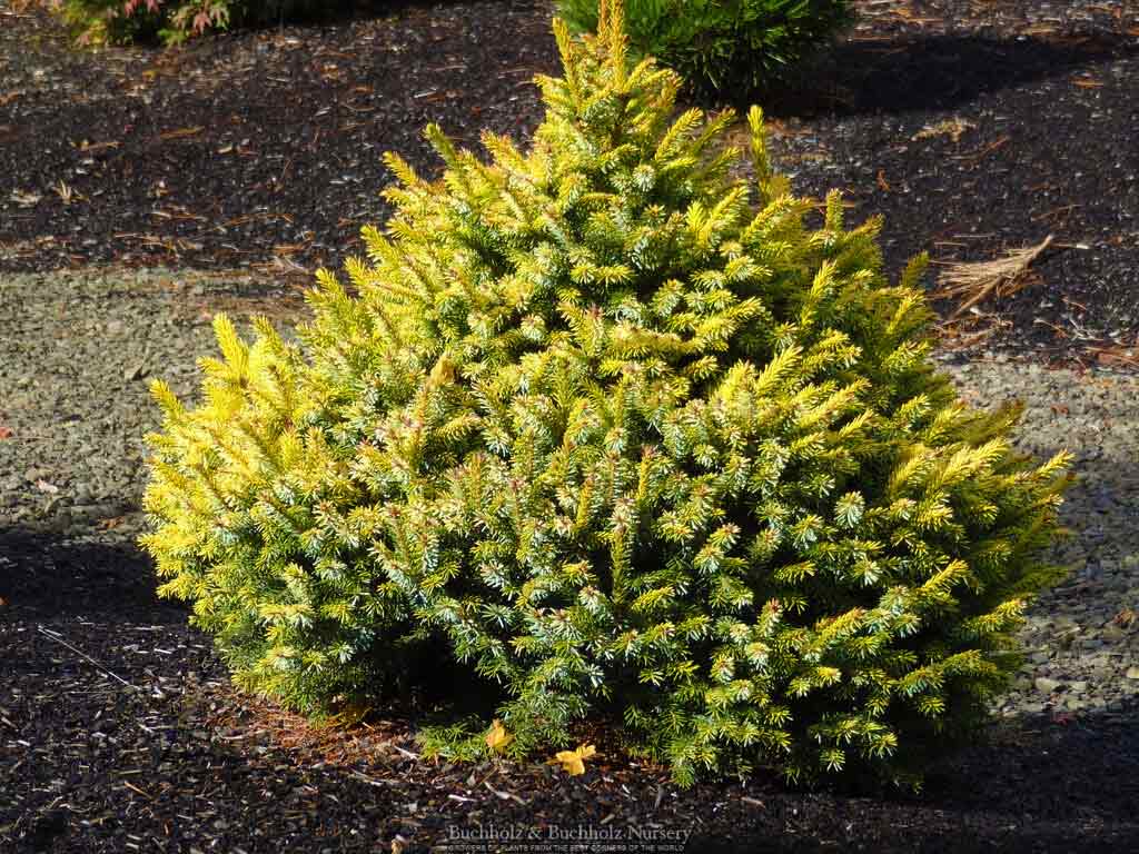Picea omorika 'Golden Midget'