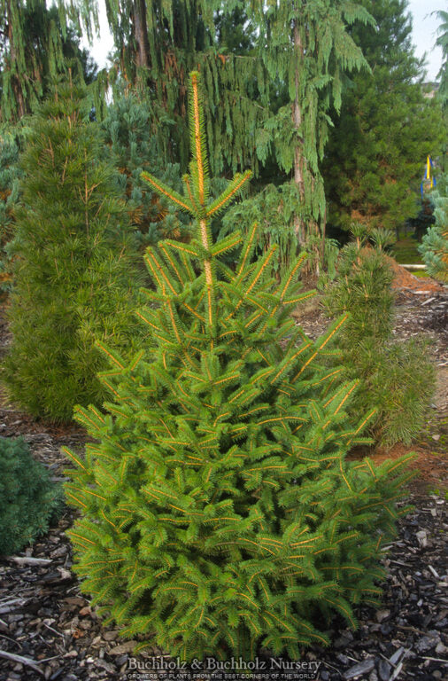 Picea polita - Tigertail Spruce