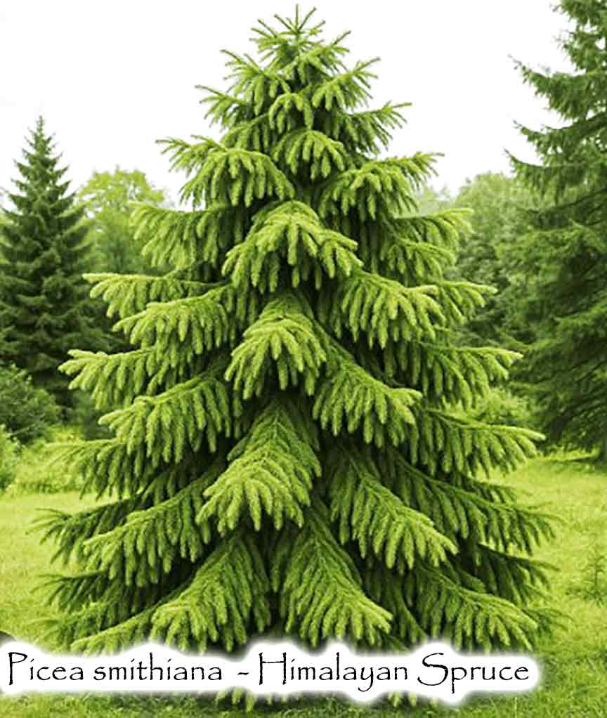 Picea smithiana  - Himalayan spruce