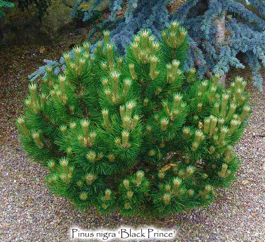 Pinus nigra Black Prince