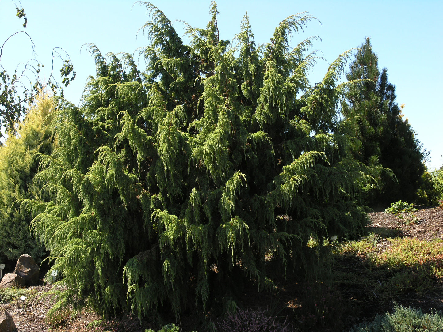Ping's Juniper