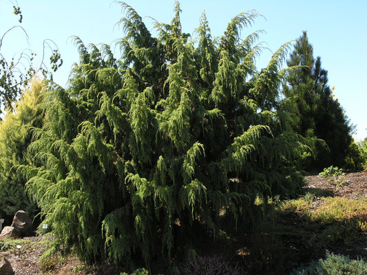 Ping's Juniper