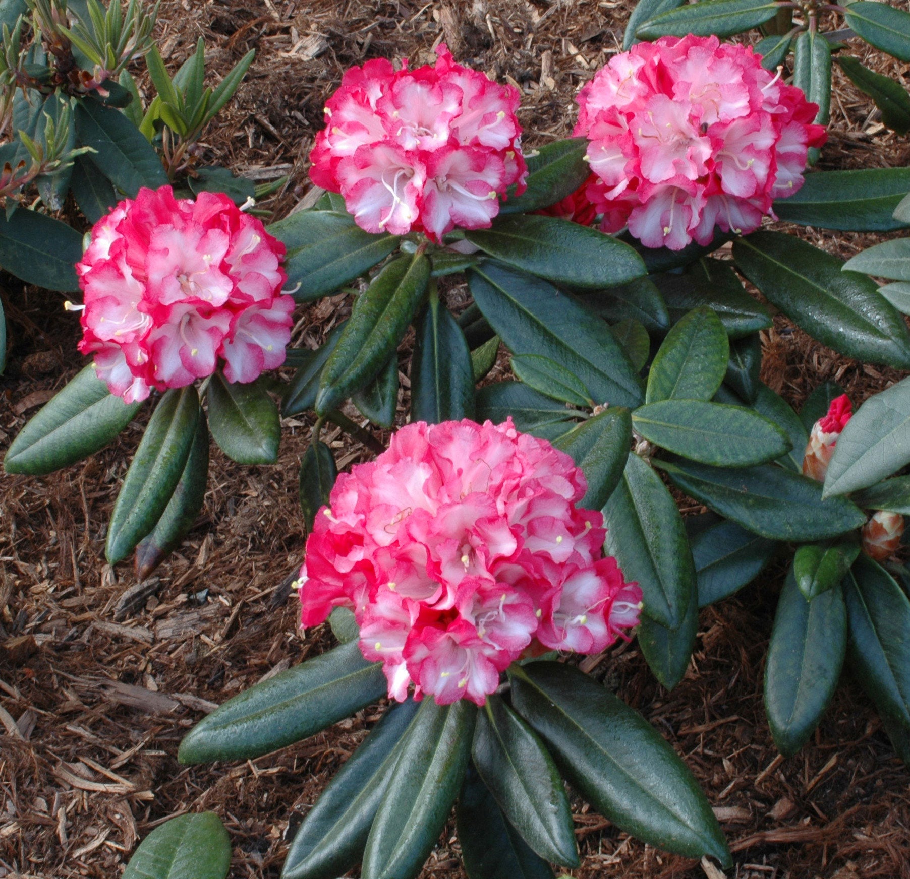 Pink Pinwheels Rhododendron – Singing Tree Gardens Nursery