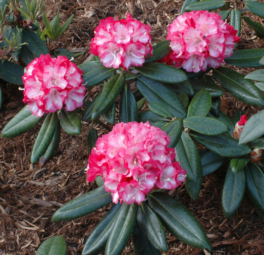 Pink Pinwheels Rhododendron
