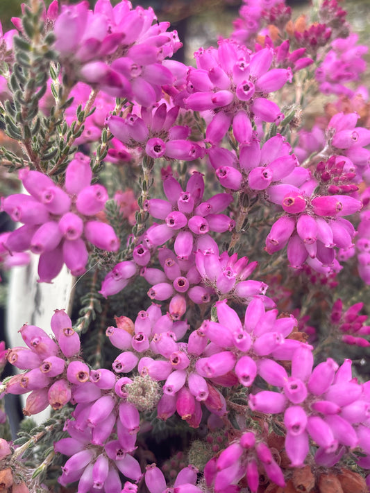 Erica tetralix Pink Star