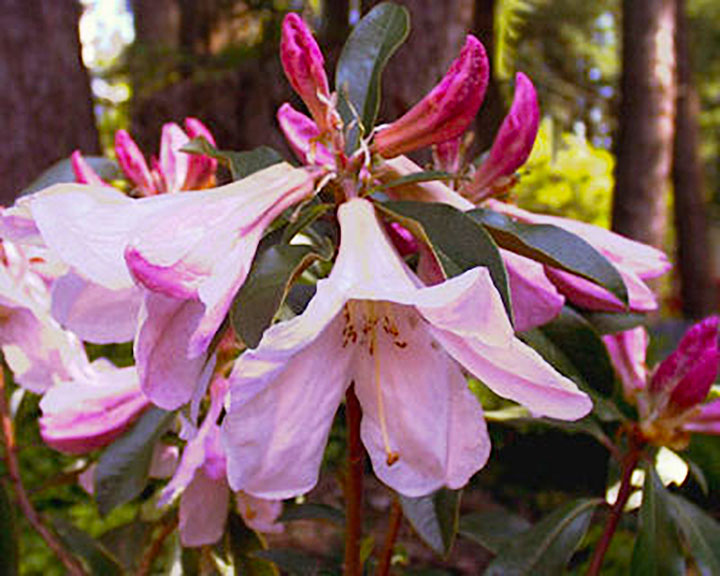 R. 'Pink Trumpets'
