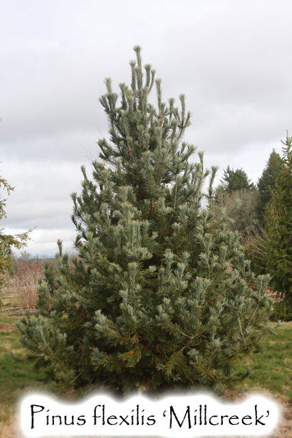 Pinus flexilis 'Millcreek'