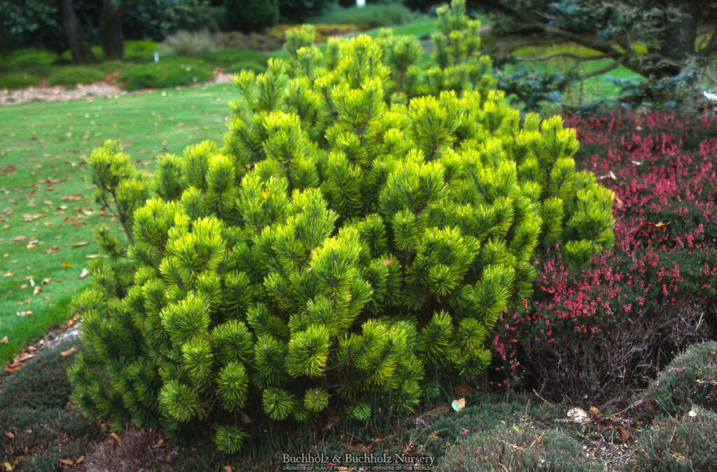 Pinus mugo 'Ophir'