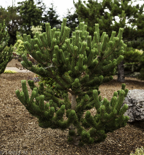 Pinus nigra 'Oregon Green' – Singing Tree Gardens Nursery