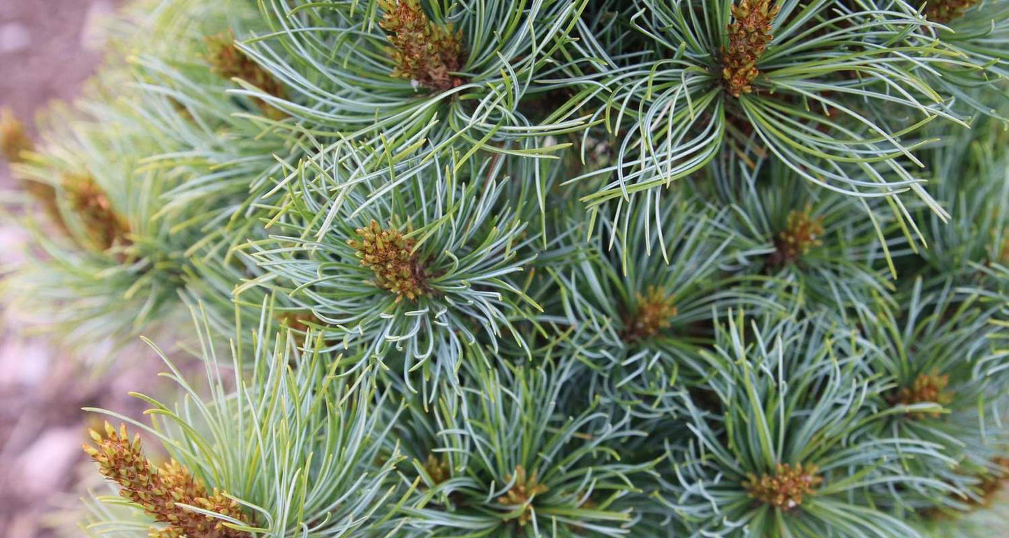 Pinus parviflora 'Bonnie Bergman'