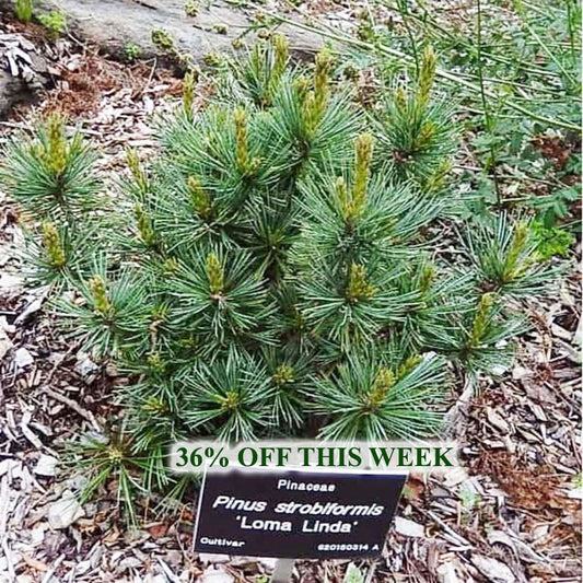 On Sale – Singing Tree Gardens Nursery
