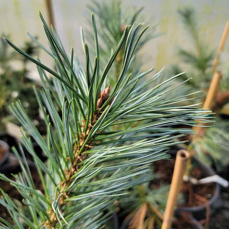 Pinus strobus 'Hopper Blue Mountain'