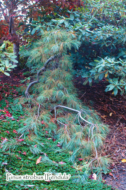 Pinus strobus 'Pendula'