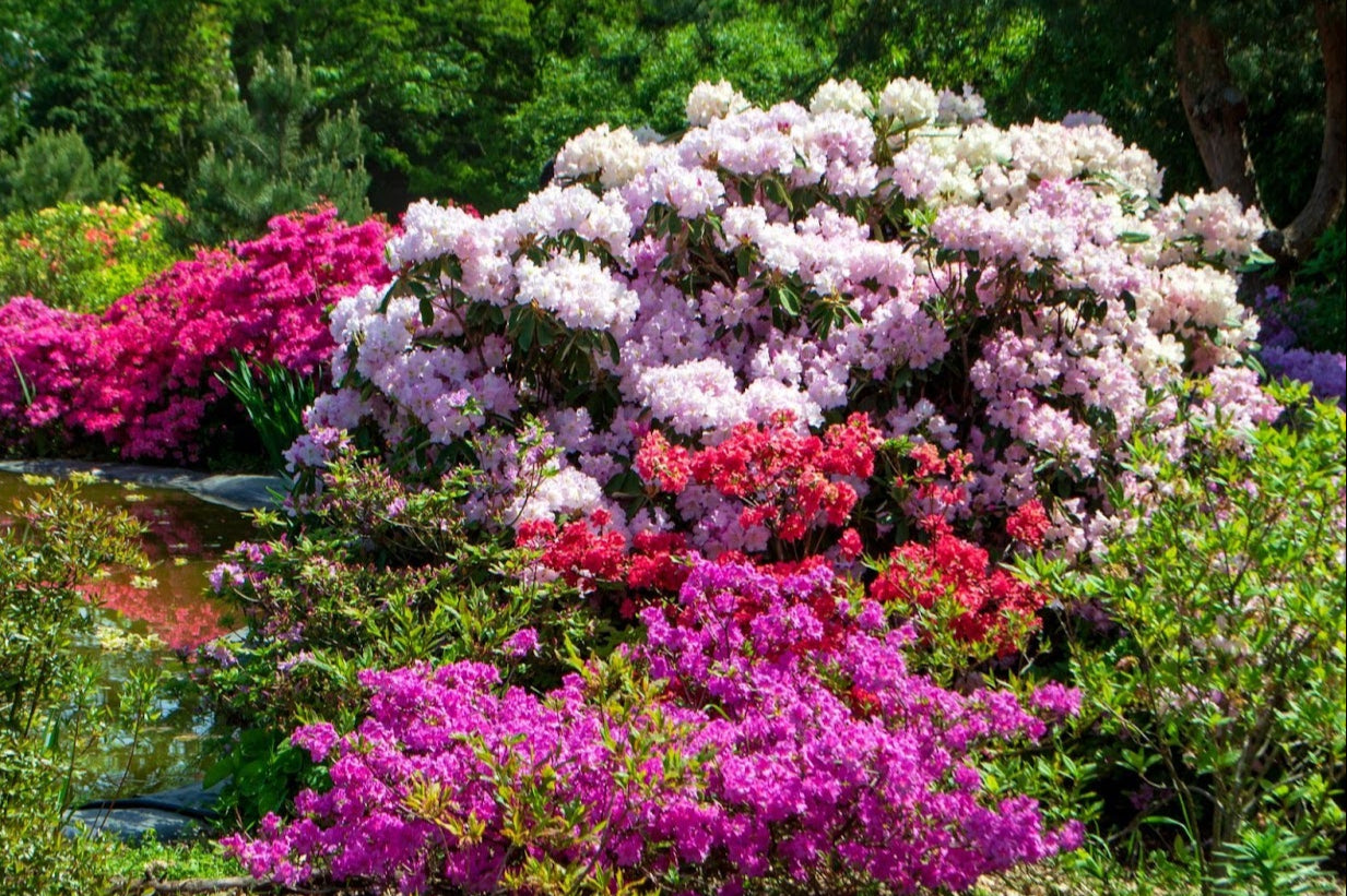 Planting and Caring for Dwarf Azaleas