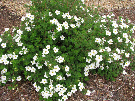 Potentilla 'McKay's White'