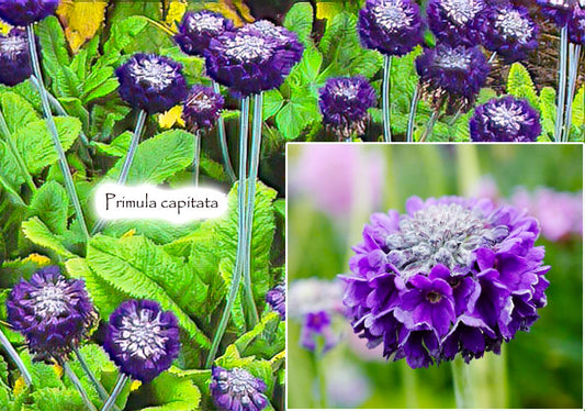 Primula capitata (Round-Headed Himalayan Primrose)