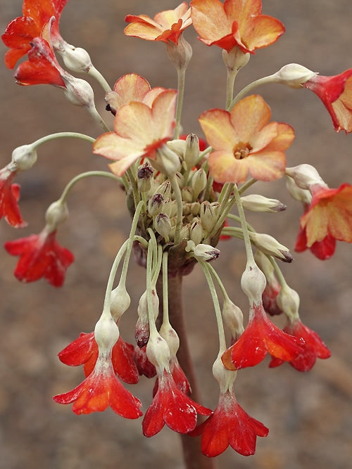 Primula florindae 'Ray's Ruby' - Tibetan Summer Bells