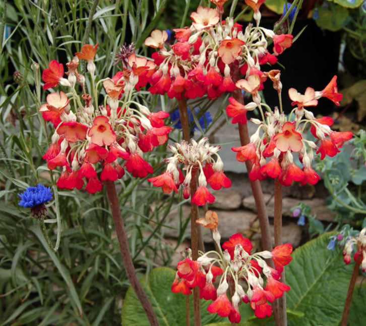 Primula florindae 'Ray's Ruby' - Tibetan Summer Bells