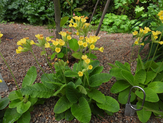 Primula veris