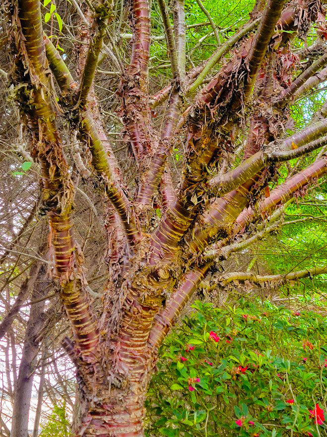 Prunus serrula - Tibetan Cherry Tree