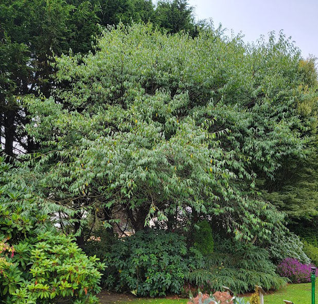 Prunus serrula - Tibetan Cherry Tree
