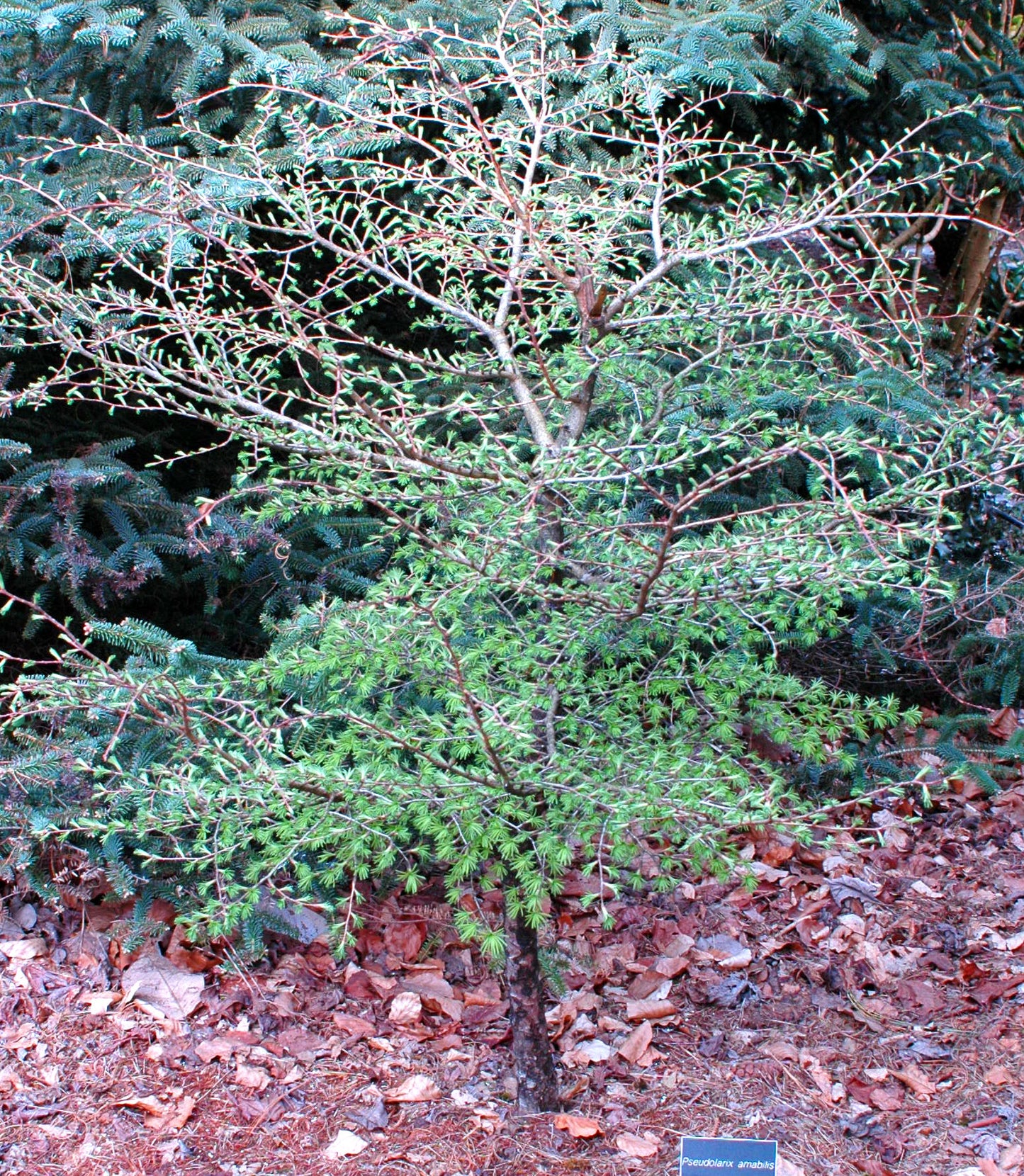 Golden Larch - Pseudolarix amabilis