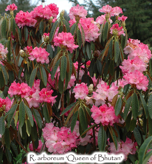 R. arboreum 'Queen of Bhutan'