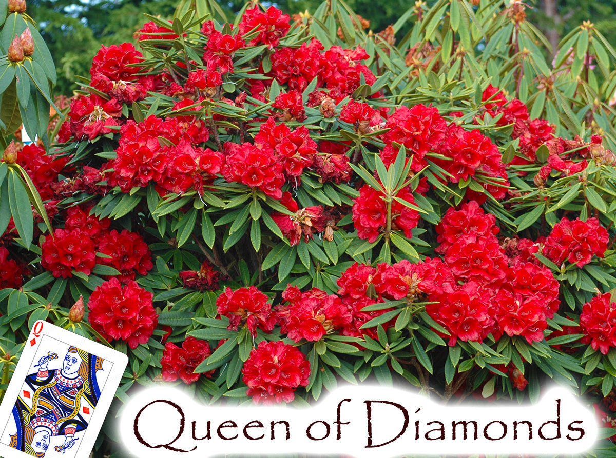 'Queen of Diamonds'  (Red Majesty x Arboreum)