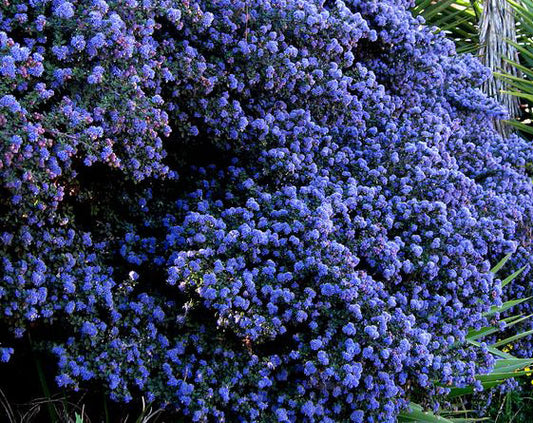 Ceanothus x 'Ray Hartman'