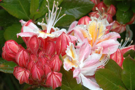 R. occidentale 'Red & White Bicolor'