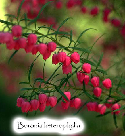 Boronia heterphylla - Red Boronia