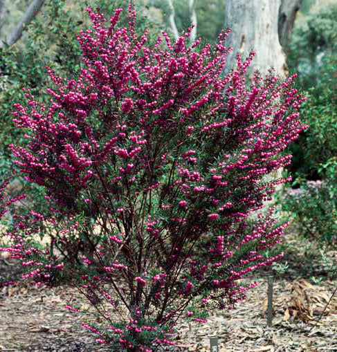 Boronia heterphylla - Red Boronia