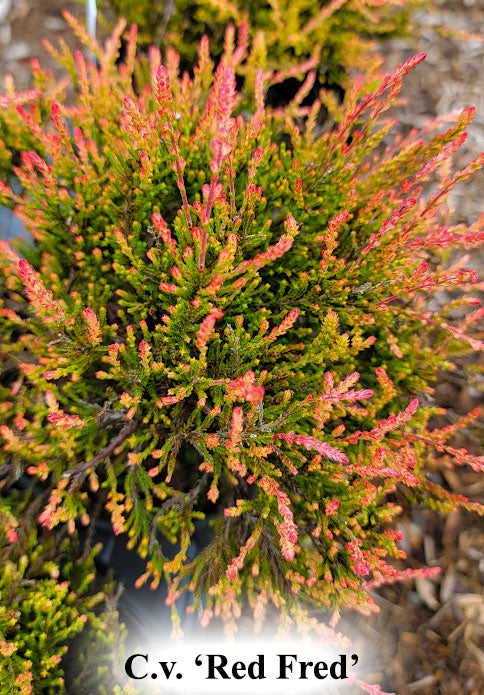 Calluna vulgaris 'Red Fred'